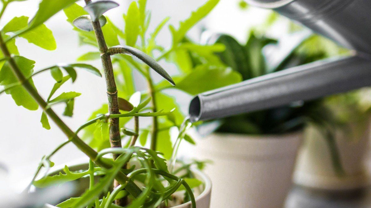 Real potted plants being watered with a metal watering can in a bright growing space
