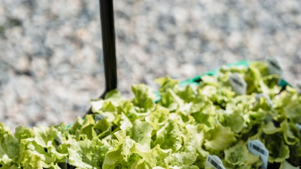 Real lettuce seedlings growing in containers in a partly shaded garden