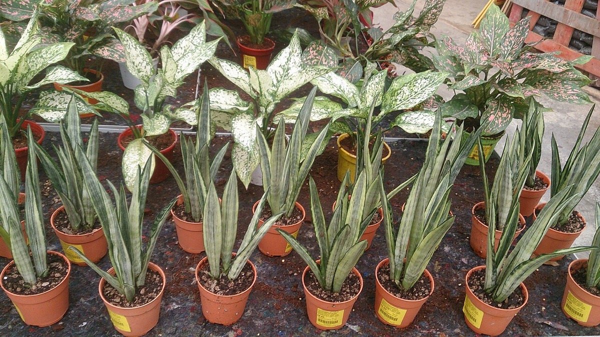 Real photo of Bantel's Sensation snake plant with narrow white-striped leaves