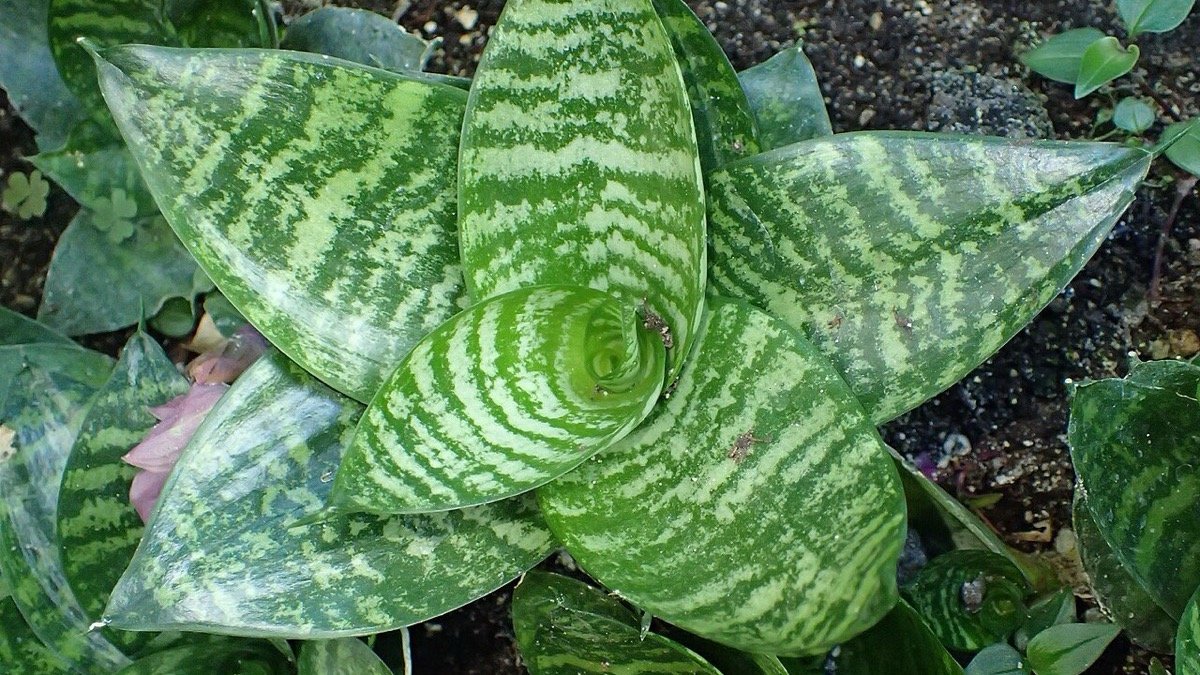 Real photo of Hahnii bird's nest snake plant in a short rosette
