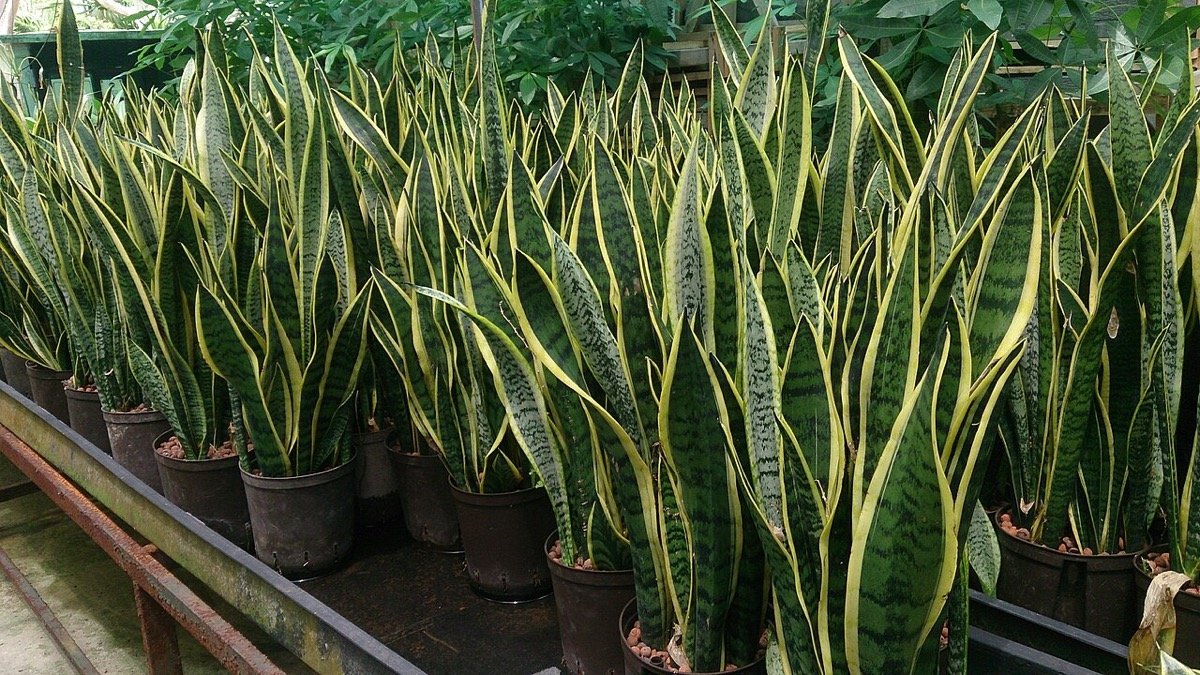 Real photo of Laurentii snake plant with yellow-edged upright leaves