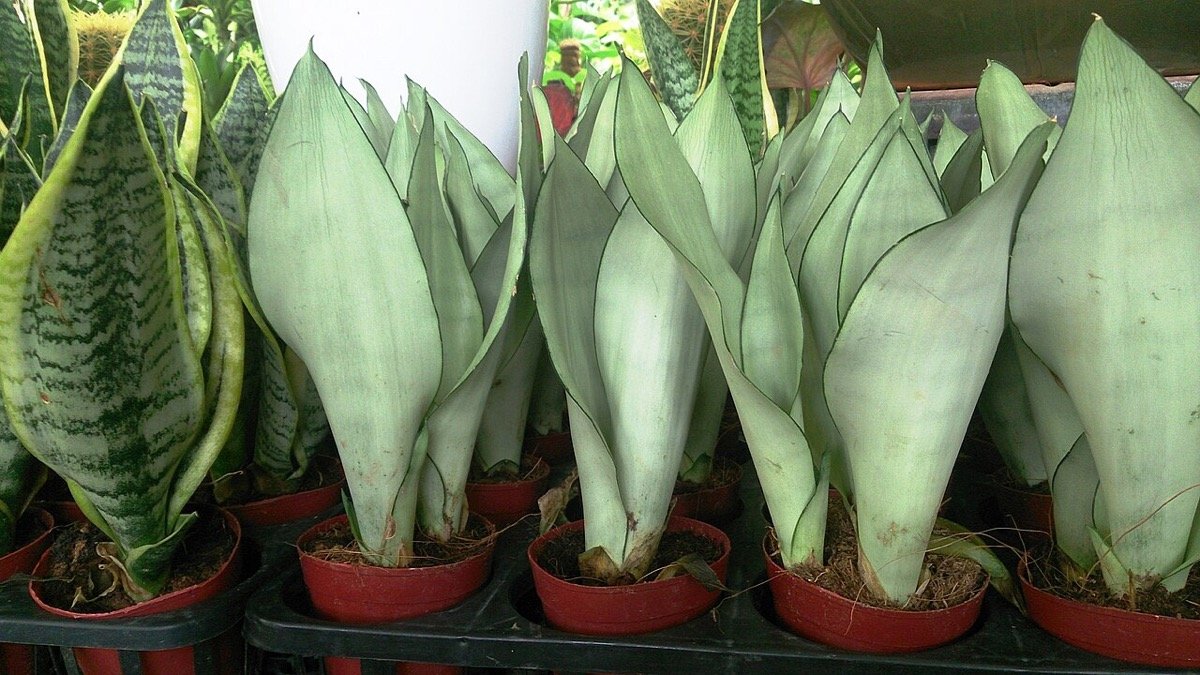 Real photo of Moonshine snake plant with silvery gray-green leaves
