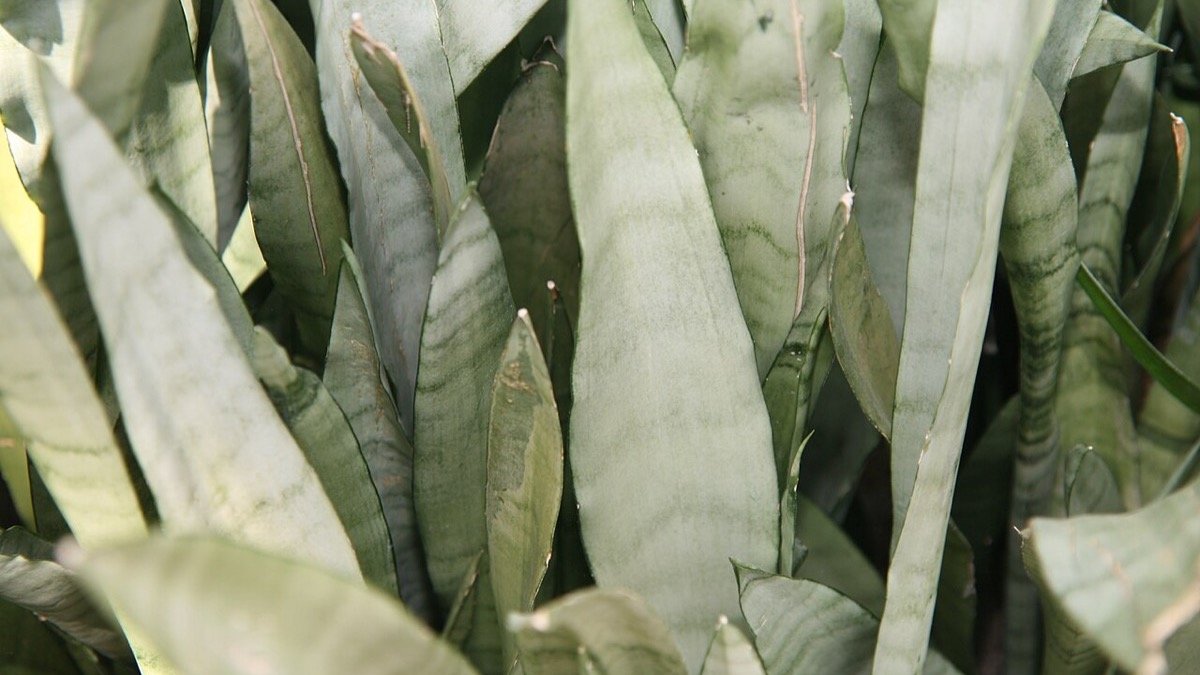 Real photo of Silver Queen snake plant with pale silver-green leaves