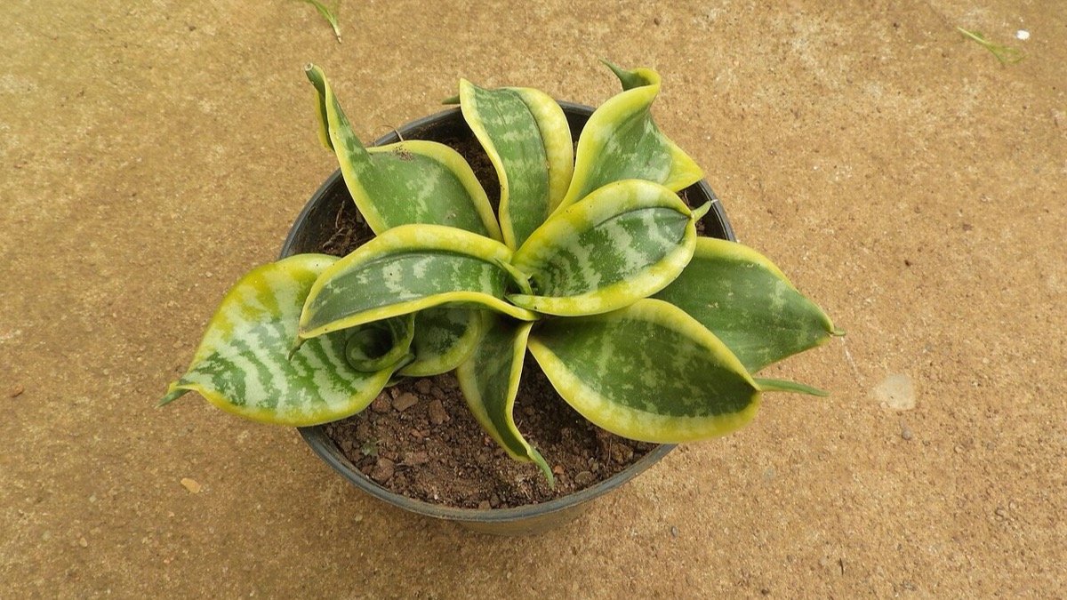 Real photo of Twisted Sister snake plant with twisting variegated leaves