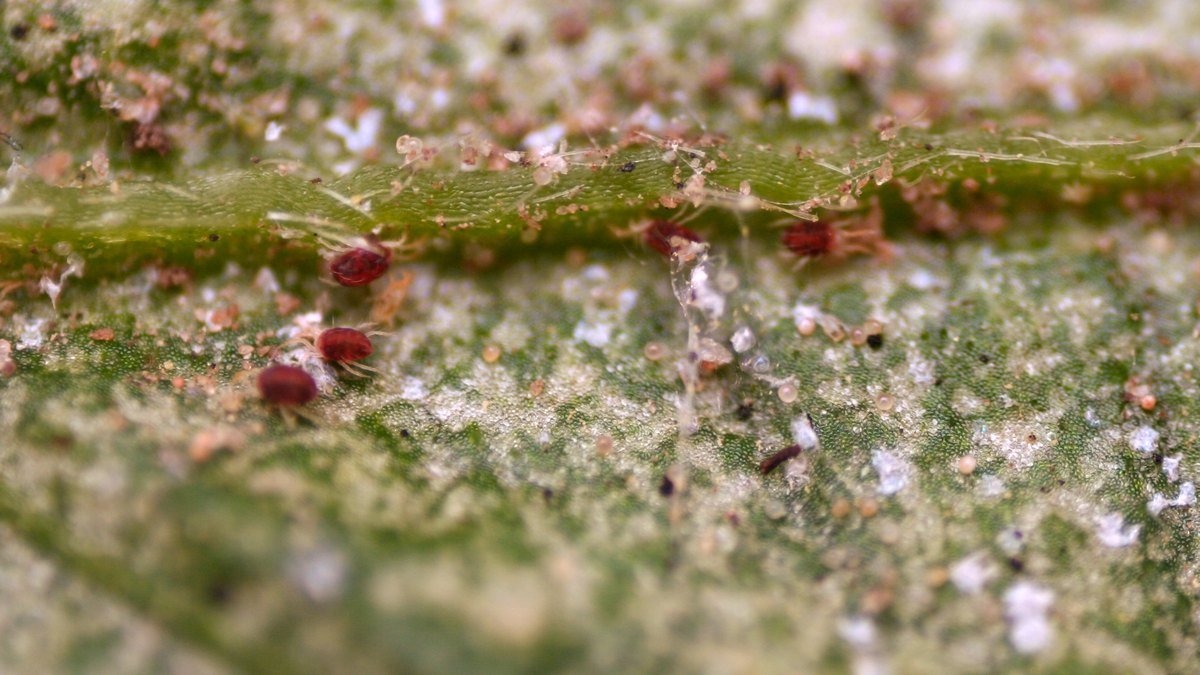 A real close-up of red spider mites and webbing on a green leaf