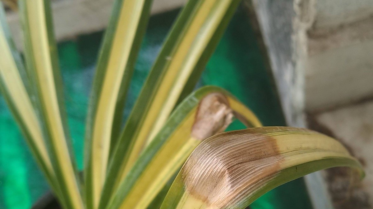 A real spider plant leaf with a dry brown damaged tip