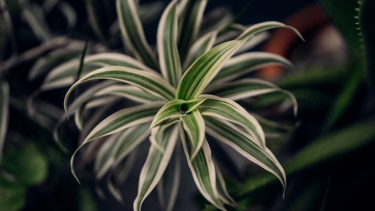 A real variegated spider plant with green and white arching leaves