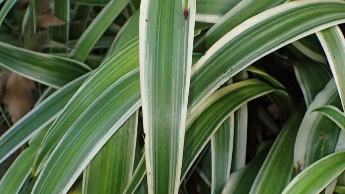 Real photo of variegated spider plant leaves with green centers and white margins