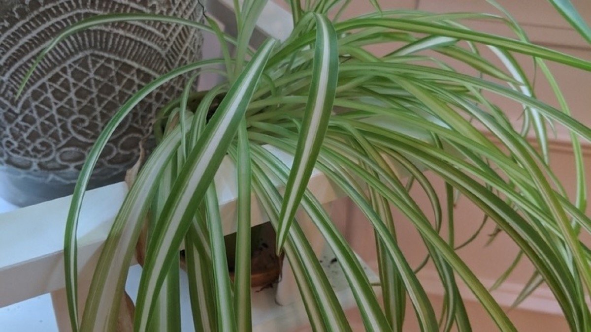 Real photo of Chlorophytum comosum Vittatum with green leaves and a creamy white central stripe
