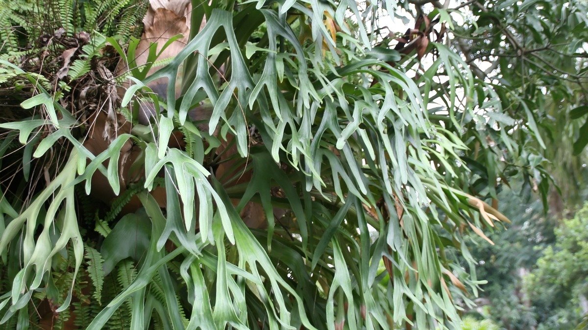 Real staghorn fern with forked green fronds growing on a tree trunk