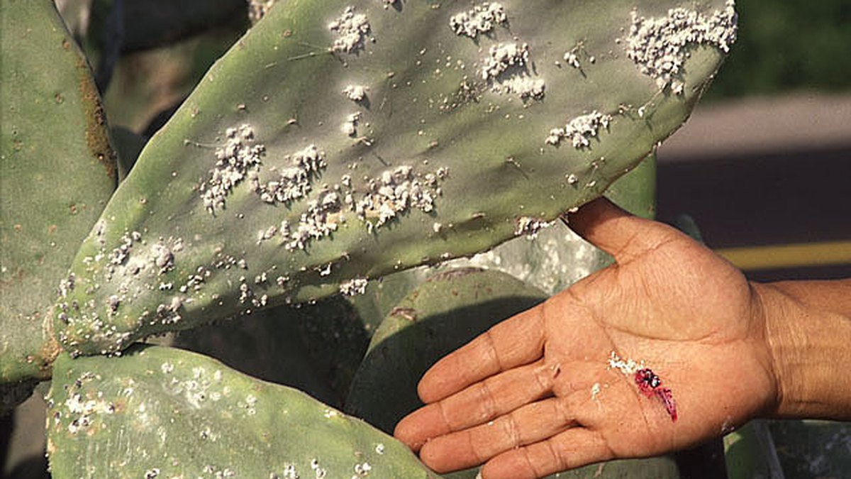 A real cactus leaf pad with white scale insects clustered on the surface