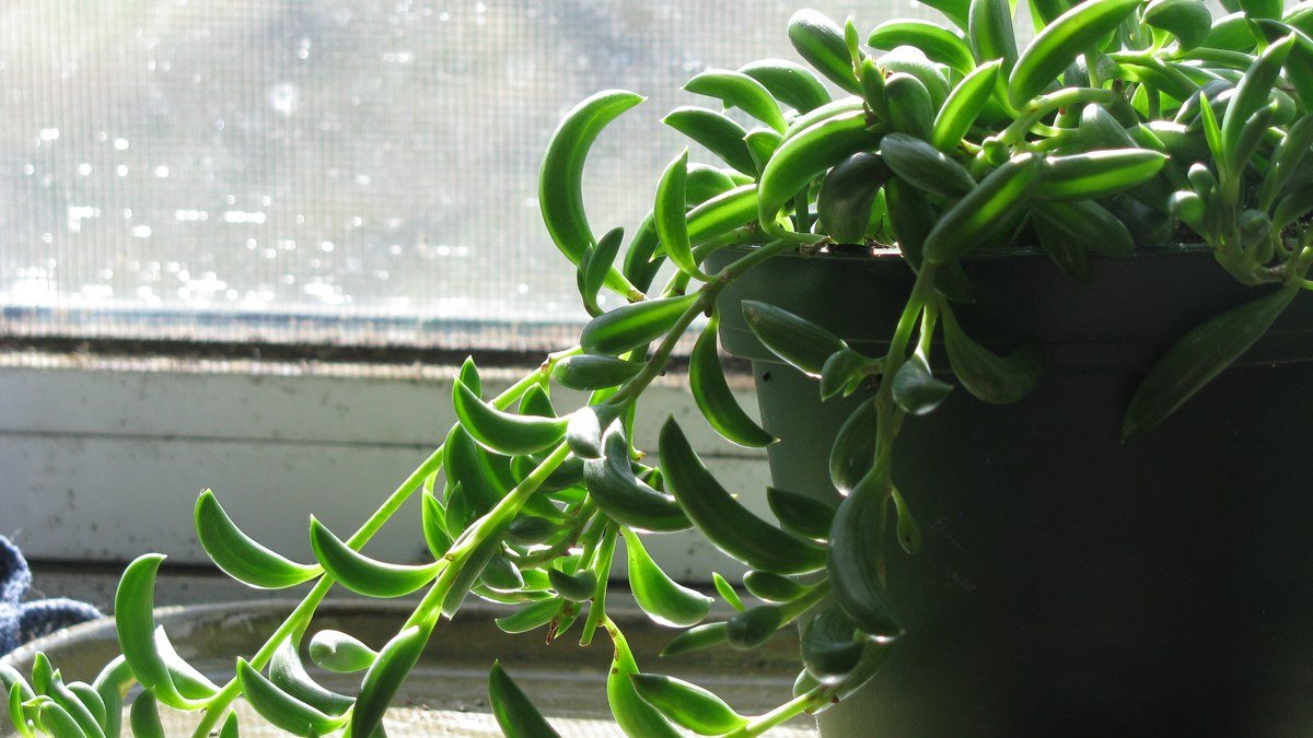 Real string of bananas succulent with curved banana-shaped green leaves