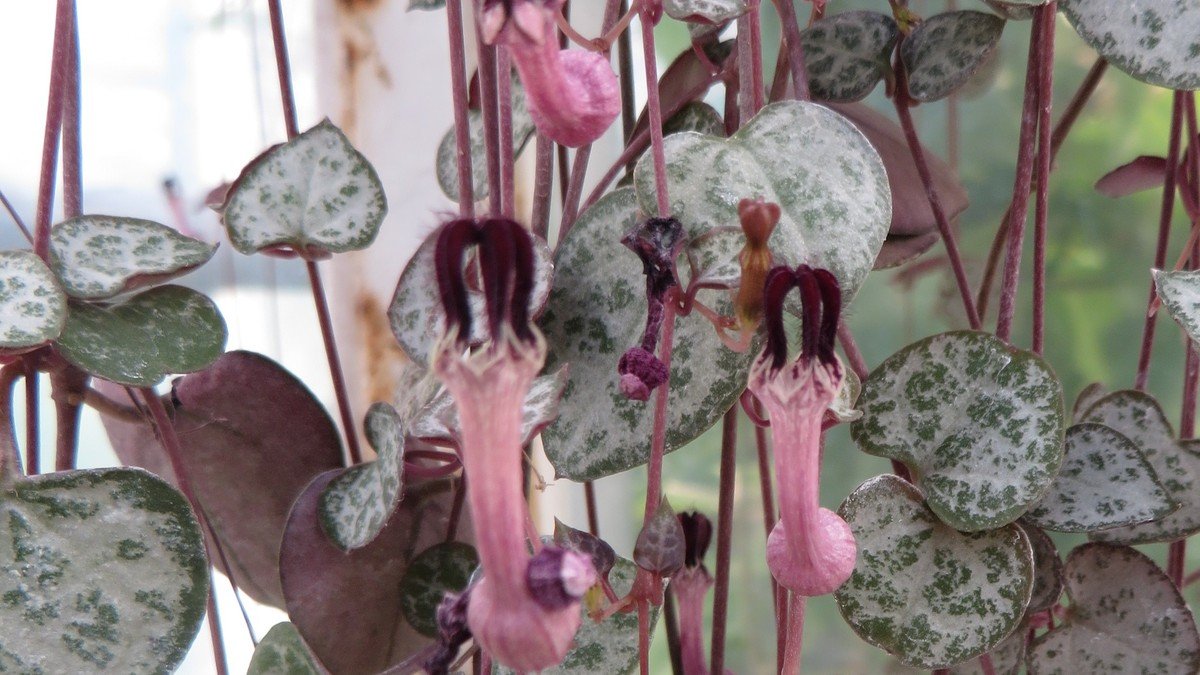 Real string of hearts vine with silver-marbled heart-shaped leaves and pink flowers