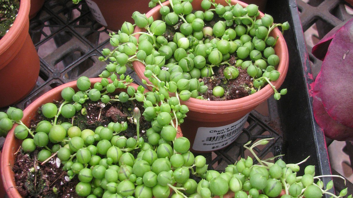 A real potted string of pearls succulent with round green beads trailing over a planter