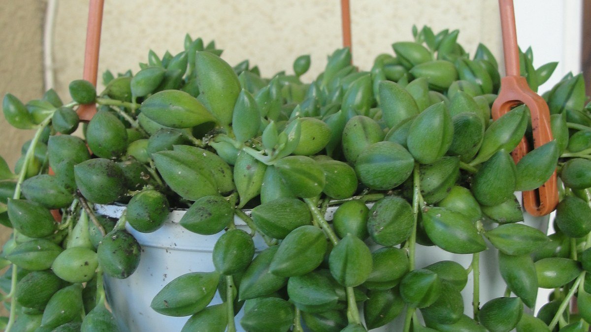 Real Curio herreanus succulent with elongated striped bead-like leaves