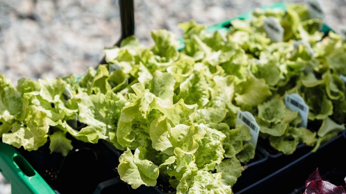 Young leafy vegetable plants growing in small containers ready for a staggered harvest plan