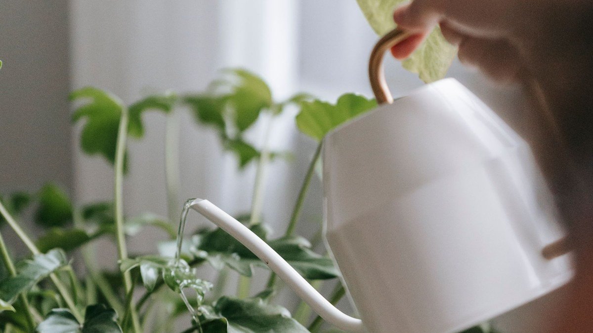 A real houseplant being watered with a watering can in a bright indoor room