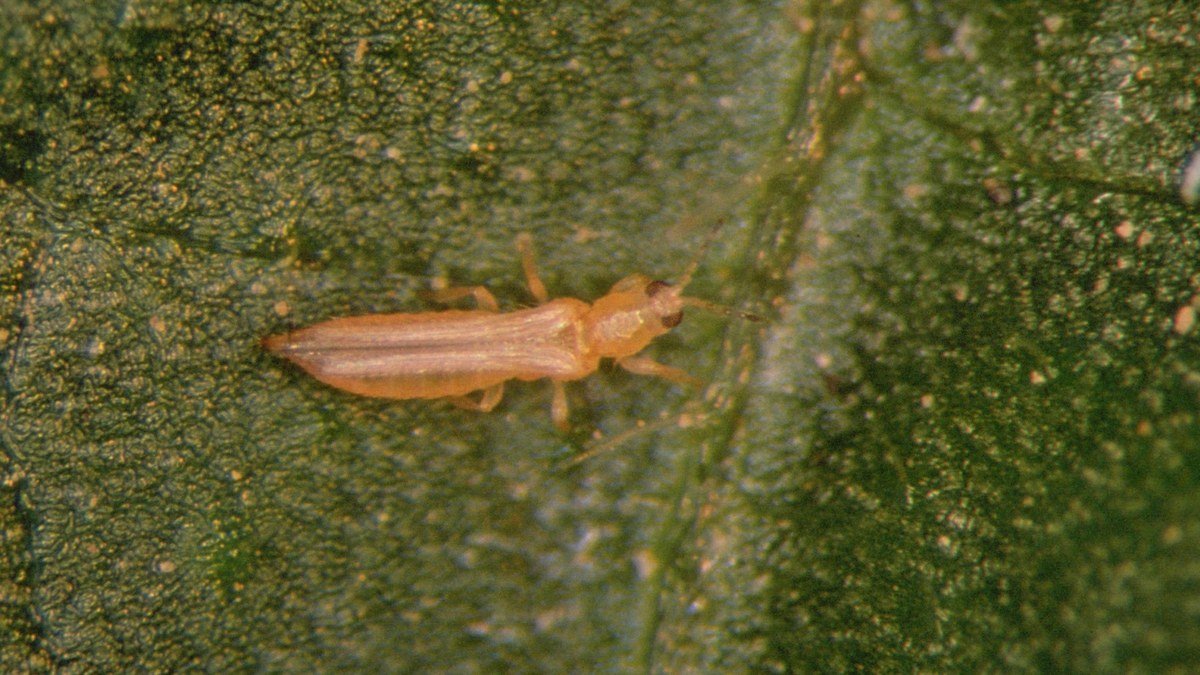 A real close-up of a pale thrips insect on a green leaf