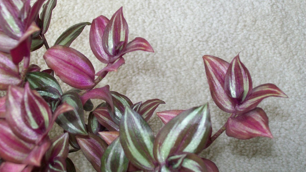 A real Tradescantia zebrina houseplant with silver green and purple striped leaves