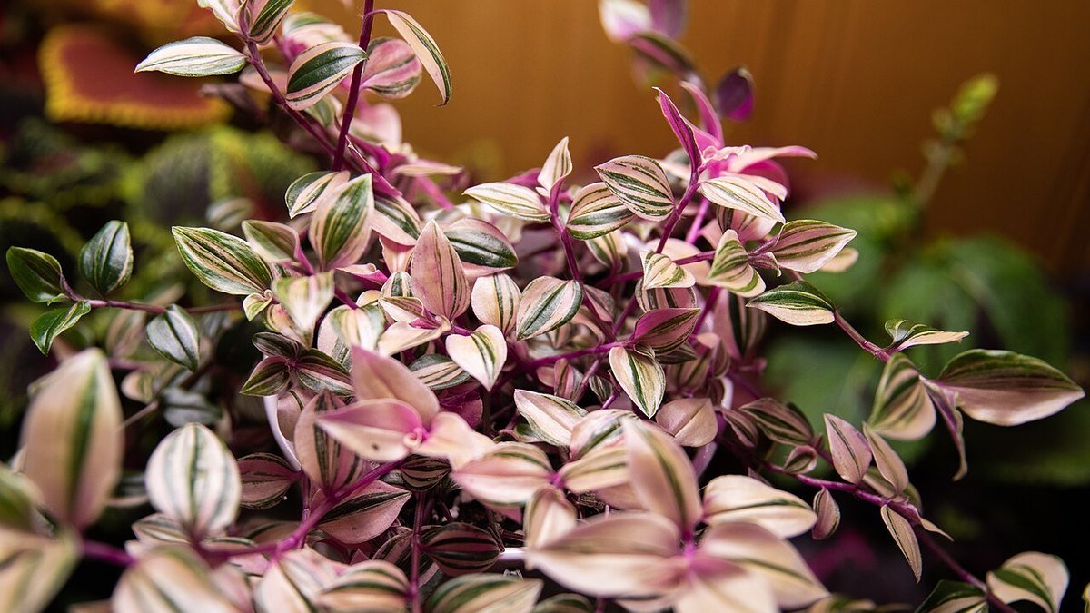 A real Tradescantia fluminensis Tricolor plant with pink cream and green trailing leaves