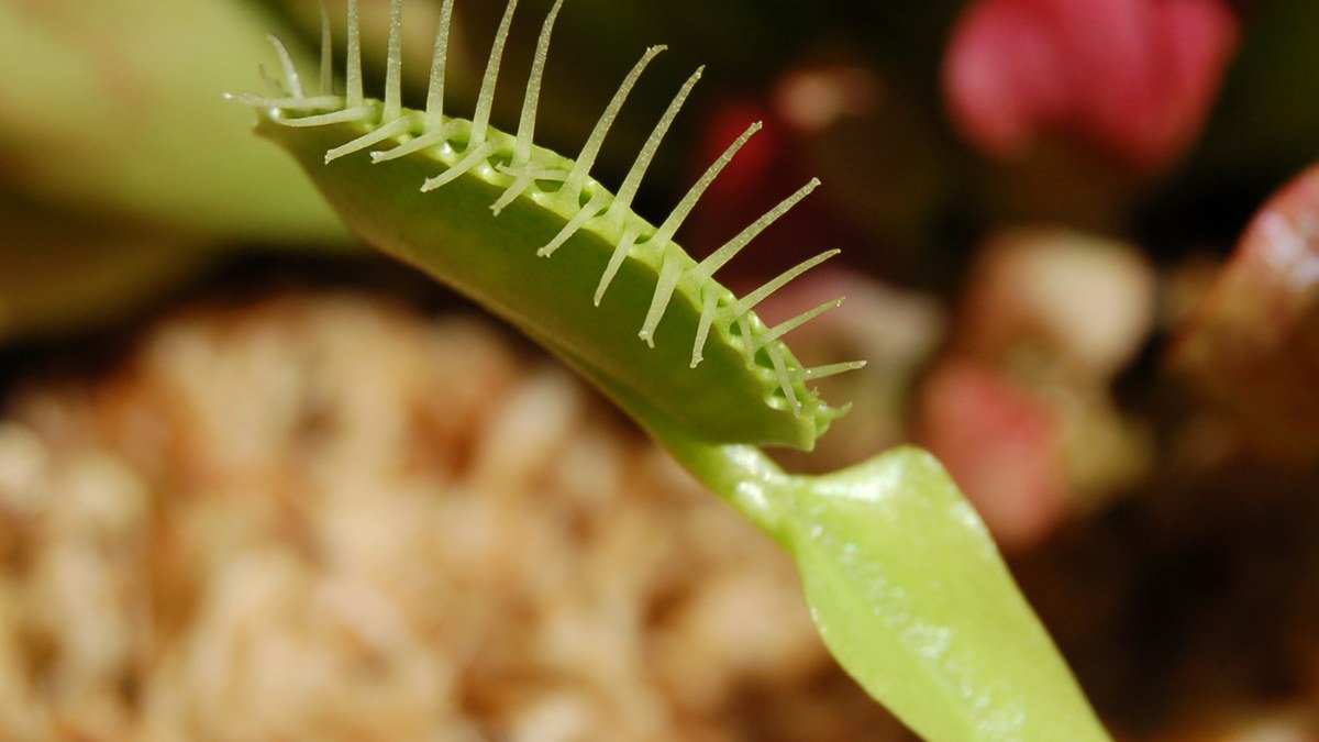 Real Venus flytrap trap with pale trigger hairs and toothed cilia