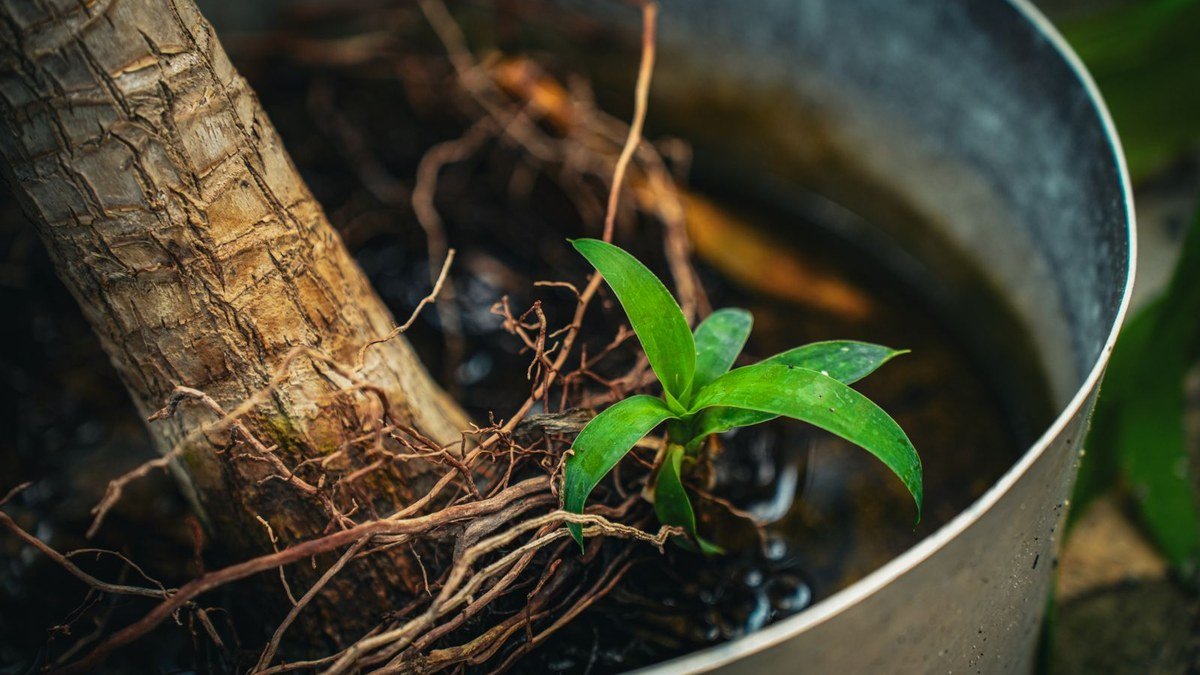 Real houseplant root zone and pot checked before deciding whether to flush or repot