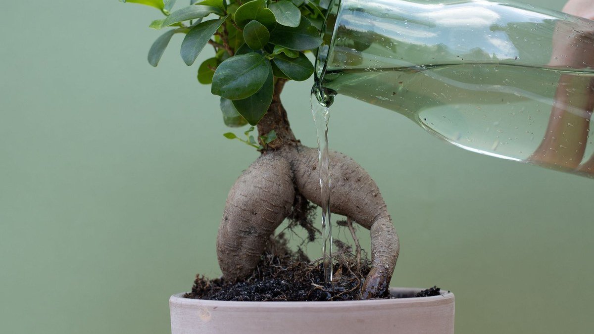 Real plant being watered while its exposed root zone remains visible