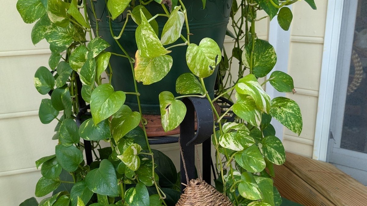 A real trailing pothos houseplant with fresh green growth