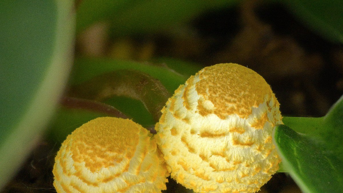 A real fungus growing from potting mix in an indoor plant pot