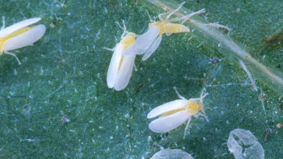 Real silverleaf whitefly adults and immature stages on a green leaf