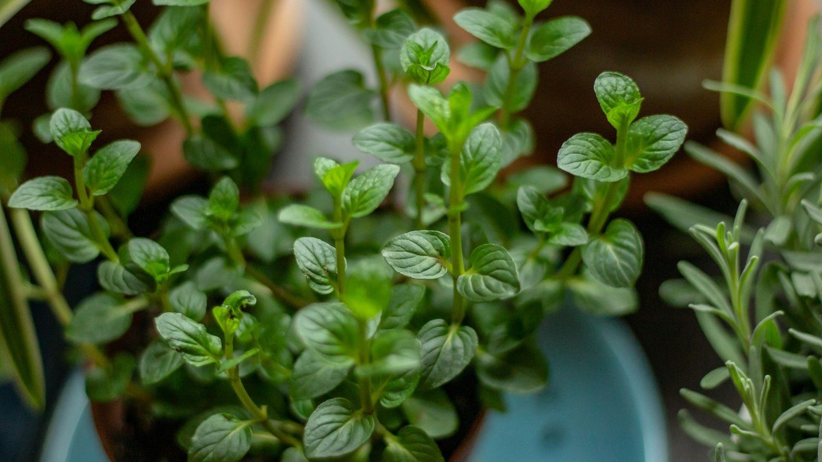 Real potted mint and rosemary herbs growing together in a bright indoor container