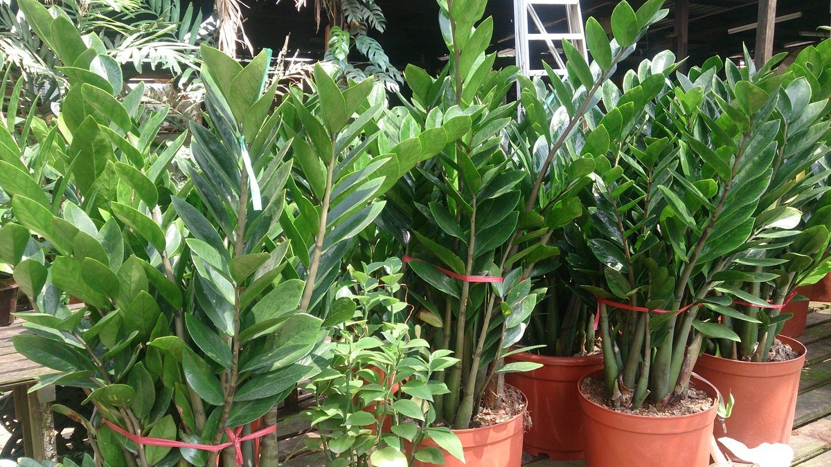 A real potted ZZ plant with glossy green leaves