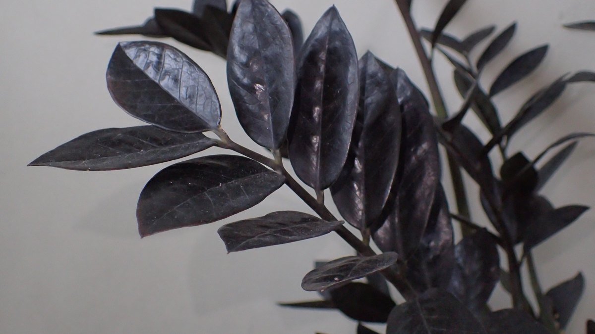Real photo of Raven ZZ plant with very dark foliage