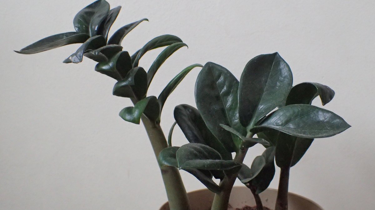 Real photo of compact Zenzi ZZ plant in a pot